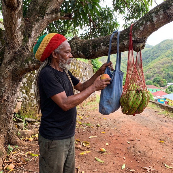 A bag of mangoes hanging from the free tree